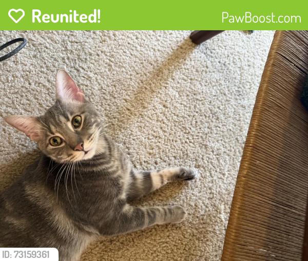 Reunited Male Cat last seen Yorktown & Westheimer, Houston, TX 77056