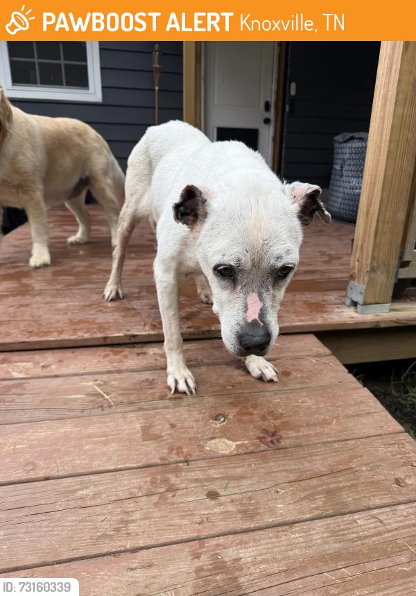 Found/Stray Female Dog last seen Rial metro fire station, Knoxville, TN 37914
