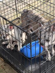 Found/Stray Female Dog last seen De Zavala and i-10, San Antonio, TX 78249
