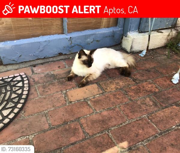 Lost Female Cat last seen Palmer and rio Del Mar blvd., Aptos, CA 95003
