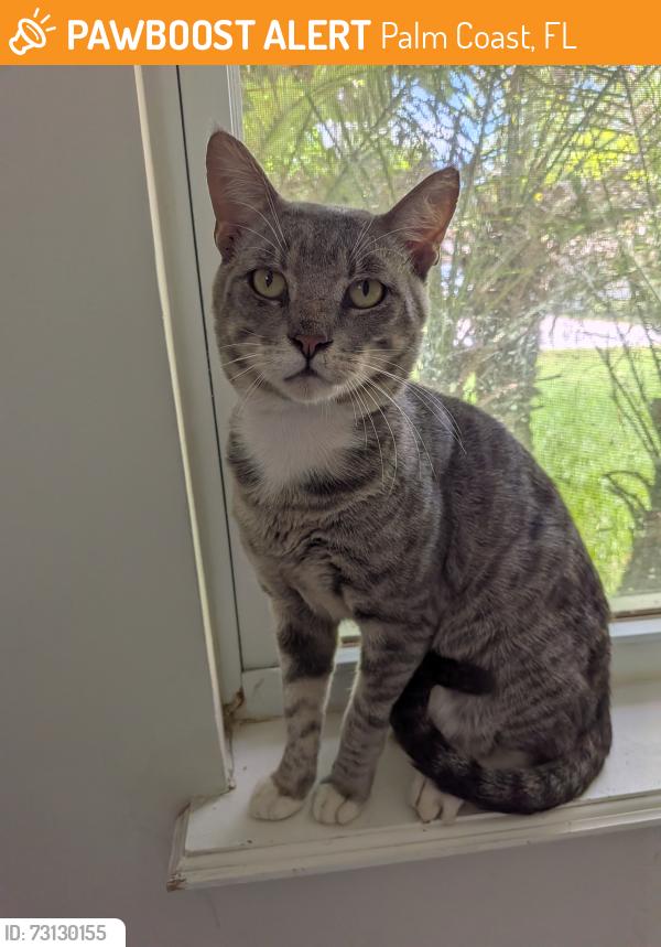Found/Stray Unknown Cat last seen Flamingo Drive palm coast, Palm Coast, FL 32137
