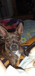 Lost Female Dog last seen DELMAR CIRCLE Morse Valley Neighborhood, Copperas Cove, TX 76522