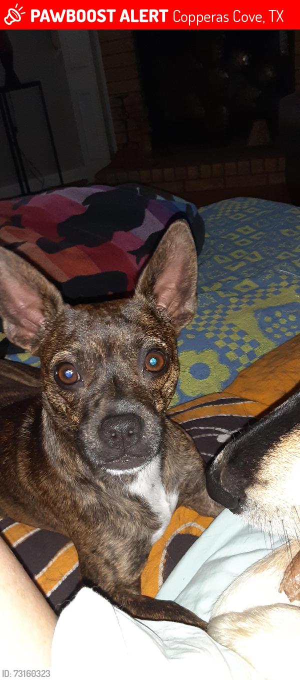Lost Female Dog last seen DELMAR CIRCLE Morse Valley Neighborhood, Copperas Cove, TX 76522