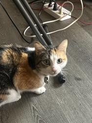 Lost Female Cat last seen Blackstone Ave and Griffith Way, Fresno, CA 93726