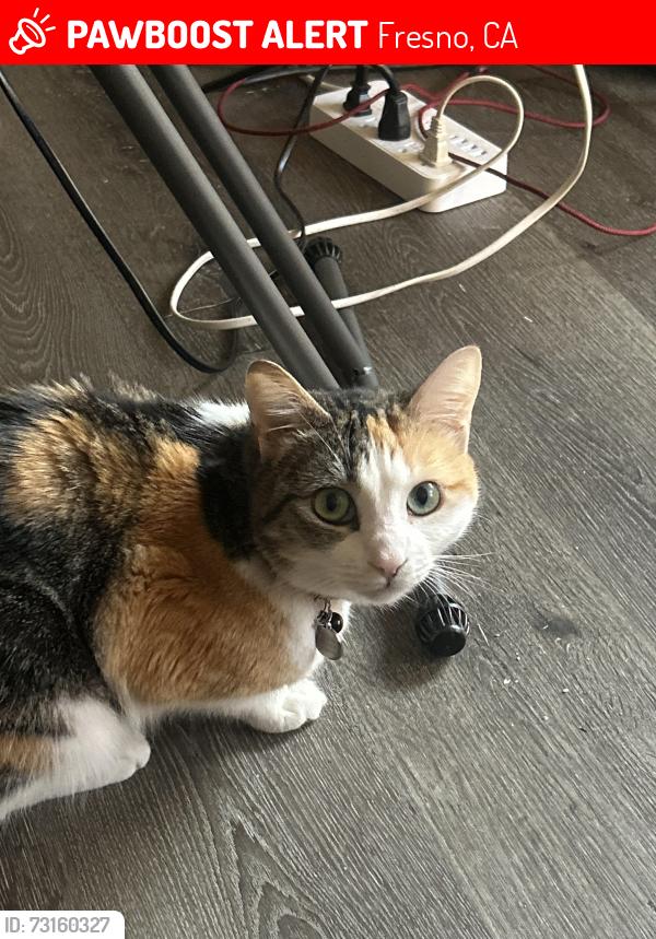 Lost Female Cat last seen Blackstone Ave and Griffith Way, Fresno, CA 93726