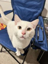 Found/Stray Male Cat last seen Near University Ave W, St Paul, MN 55104, Saint Paul, MN 55104