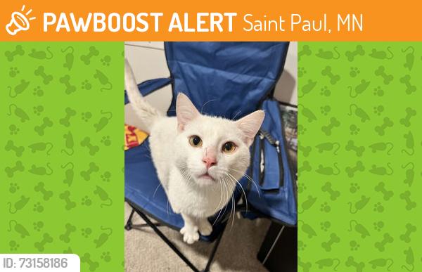 Found/Stray Male Cat last seen Near University Ave W, St Paul, MN 55104, Saint Paul, MN 55104