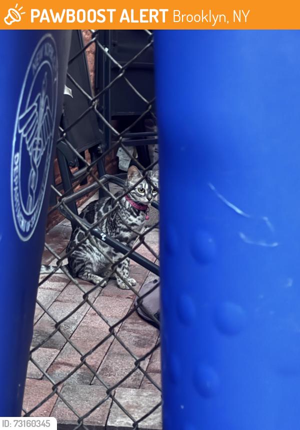 Found/Stray Unknown Cat last seen First hse on the corner of 67th and 20ave, Brooklyn, NY 11204