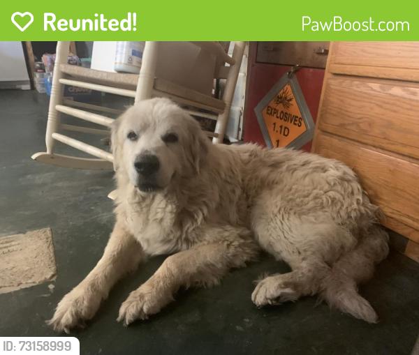 Reunited Male Dog last seen Sycamore Ridge, Putnam County, WV 25526