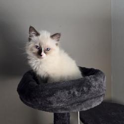 Lost Female Cat last seen willowbrook, Loves Park, IL 61111