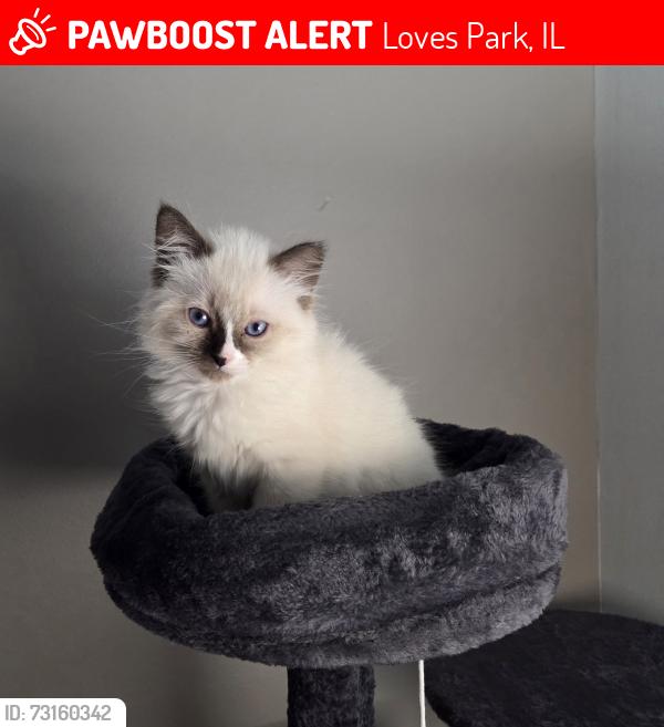 Lost Female Cat last seen willowbrook, Loves Park, IL 61111
