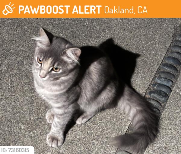 Found/Stray Unknown Cat last seen Oakland City Stables, Oakland, CA 94619