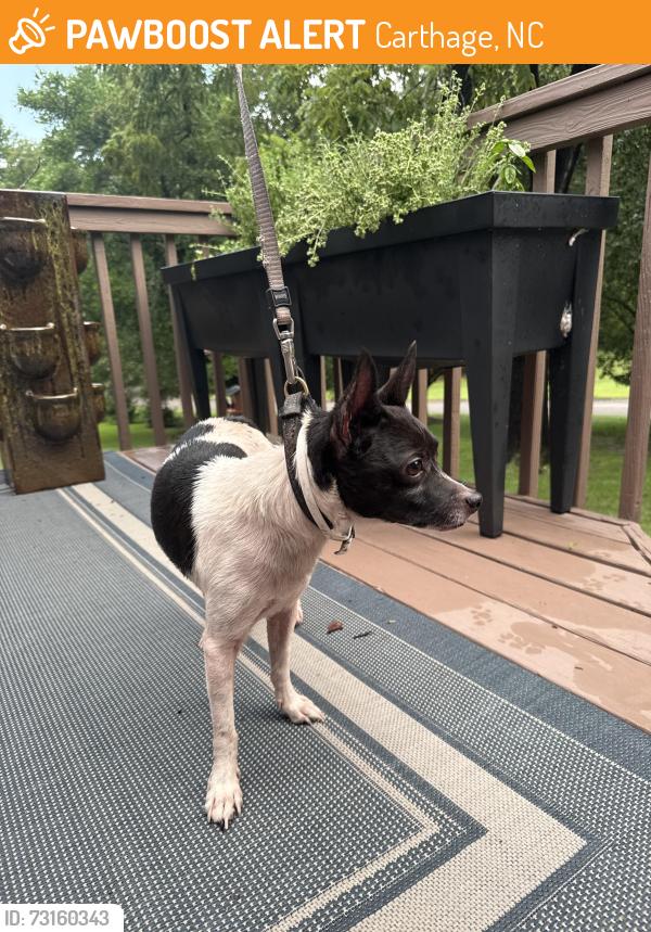 Found/Stray Male Dog last seen Summit st and Martin st, Carthage, NC 28327