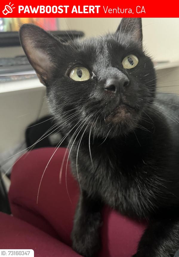 Lost Female Cat last seen Main St, Ventura, CA 93001