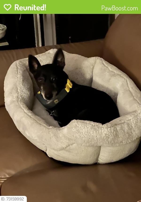 Reunited Male Dog last seen Hwy 357 and Zimmerman Rd, Inman, SC 29349