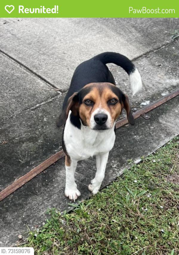 Reunited Male Dog last seen Nw 163rd st & 37th PL, Opa-locka, FL 33054
