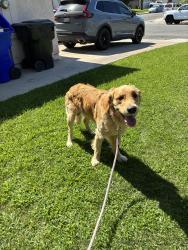 Reunited Male Dog last seen Cherry and banana, Fontana, CA 92337