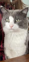 Reunited Male Cat last seen 3rd St N, Niverville, MB, Canada, Niverville, MB 