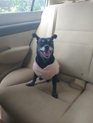 Reunited Female Dog last seen Springfield court, Windsor, CA 95492