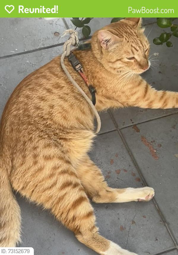 Reunited Male Cat last seen Yucca and Franklin, Los Angeles, CA 90028