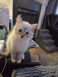 Lost Female Cat last seen Willowbrook and snow cap, Loves Park, IL 61111