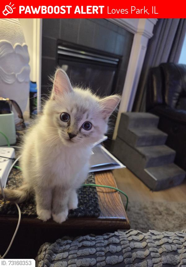 Lost Female Cat last seen Willowbrook and snow cap, Loves Park, IL 61111