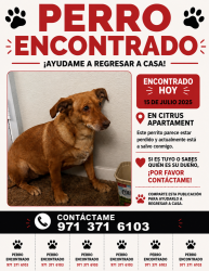 Found/Stray Female Dog last seen pecos y charleston, Las Vegas, NV 89101