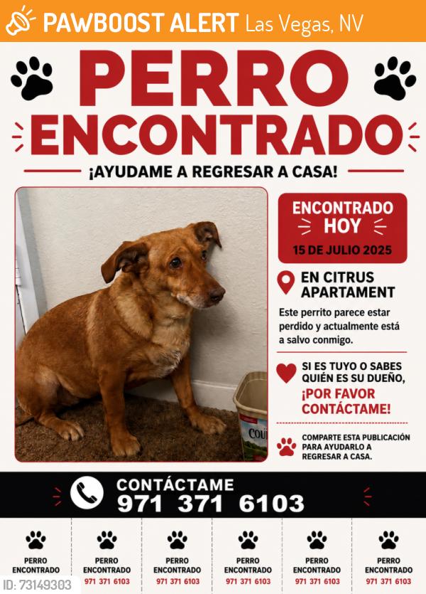 Found/Stray Female Dog last seen pecos y charleston, Las Vegas, NV 89101