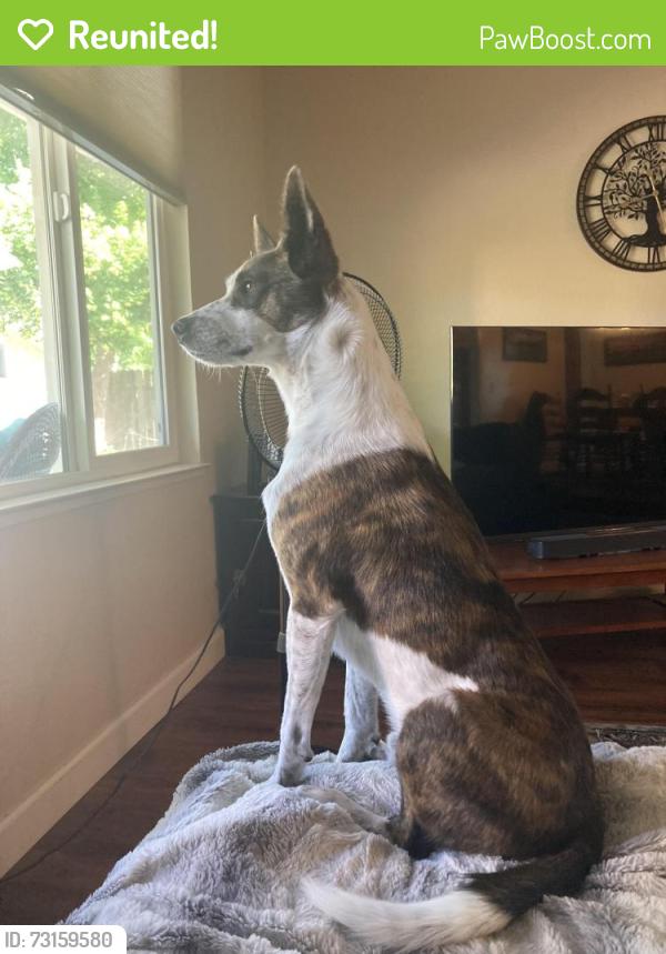 Reunited Male Dog last seen Robertson and Kobrock way, Carmichael, CA 95608