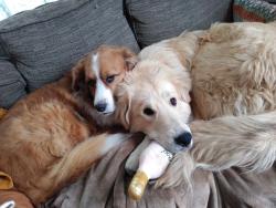 Reunited Male Dog last seen near the river, Minneapolis, MN 55417