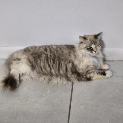 Reunited Female Cat last seen Silversmith Drive, Lutz, FL 33559