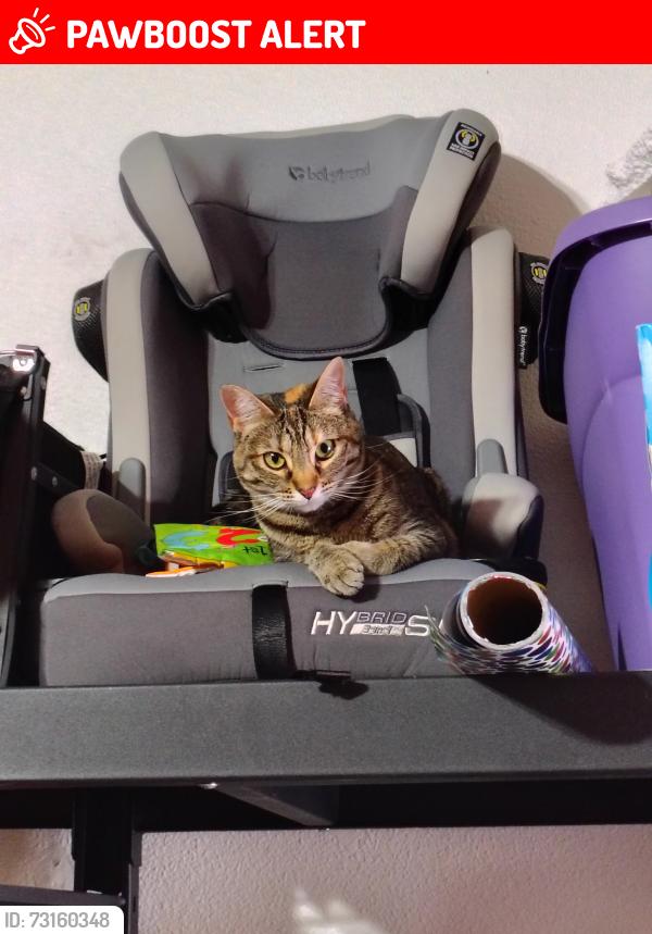 Lost Female Cat last seen Pinom Valley Road and Eyrie Drive, Colorado Springs, CO 80919