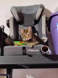 Lost Female Cat last seen Pinom Valley Road and Eyrie Drive, Colorado Springs, CO 80919