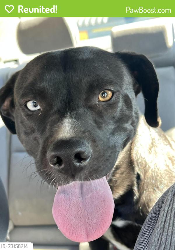 Reunited Female Dog last seen Oak Hills Road and Mesauite, Oak Hills, CA 92344