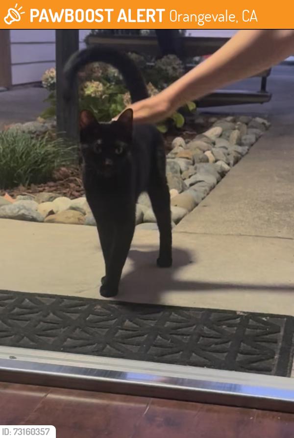 Found/Stray Unknown Cat last seen Pershing and Walnut, Orangevale, CA 95662