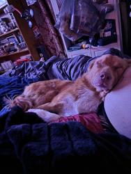 Lost Male Dog last seen Near Bradbury creek, Haines City, FL 33844