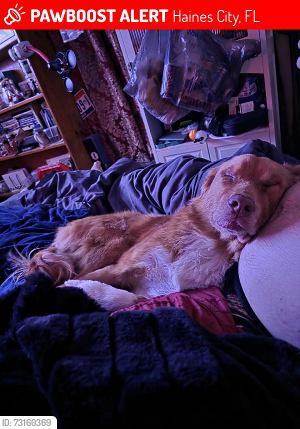Lost Male Dog last seen Near Bradbury creek, Haines City, FL 33844