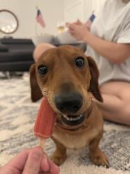Reunited Male Dog last seen Scribners Mill Road, Culleoka, TN 38451