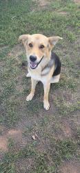 Lost Male Dog last seen Cartwright, Iredell County, NC 28634