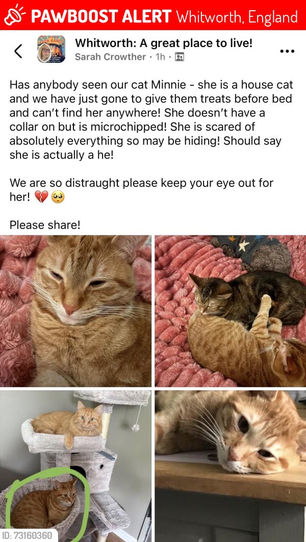Lost Male Cat last seen Home, Whitworth, England 