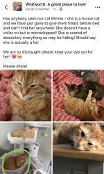Lost Male Cat last seen Home, Whitworth, England 
