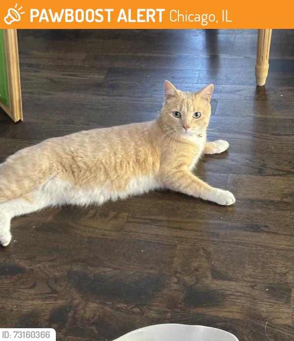 Found/Stray Unknown Cat last seen S Dorchester and Hyde Park Boulevard, Chicago, IL 60615