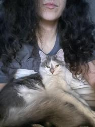 Lost Female Cat last seen Near COMMONS VIEW DR. Hilliard Place APTS, Hilliard, OH 43026