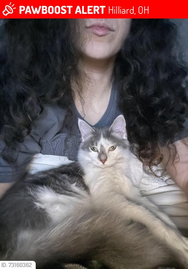 Lost Female Cat last seen Near COMMONS VIEW DR. Hilliard Place APTS, Hilliard, OH 43026