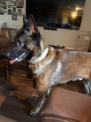 Found/Stray Male Dog last seen Kingsland BLVD and Katy Ft Bend, Harris County, TX 77494