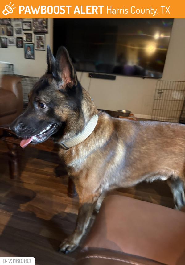 Found/Stray Male Dog last seen Kingsland BLVD and Katy Ft Bend, Harris County, TX 77494