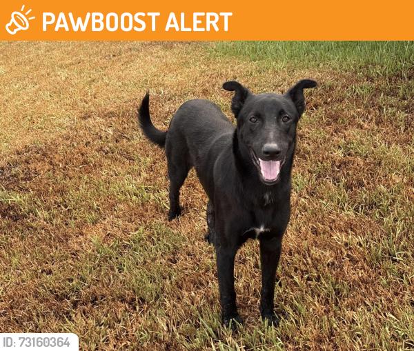 Found/Stray Male Dog last seen In Porters Mill subdivision, Montgomery County, TX 77357