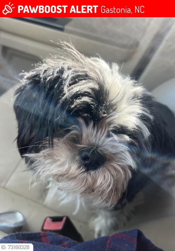 Lost Female Dog last seen Lowell Bethesda, Gastonia, NC 28056