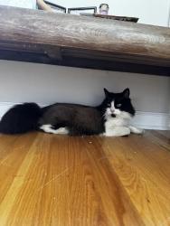 Reunited Female Cat last seen Se 76th and woodward, Portland, OR 97206