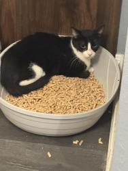 Lost Female Cat last seen Valley of Enchantment, Crestline, CA 92325
